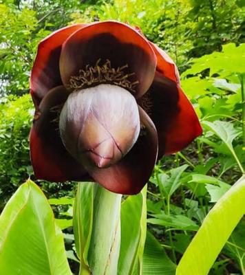 5 ADET ENSETE SUPERBUM TOHUMU-TAZE TOHUMLAR