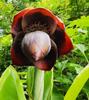 5 SEEDS of ENSETE SUPERBUM-FRESH SEEDS