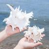 Natural Conch Shell Decors Large Natural Seashells for Fish Tanks Wedding Decoration Beach Theme Party Home Decorations