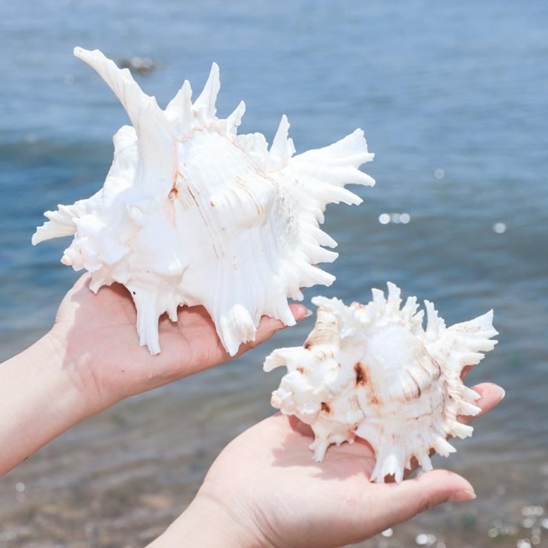 Natural Conch Shell Decors Large Natural Seashells for Fish Tanks Wedding Decoration Beach Theme Party Home Decorations
