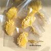 Ginkgo Leaf Plant Specimen - Pressed Flower Material for Handmade Projects & Desktop Decor