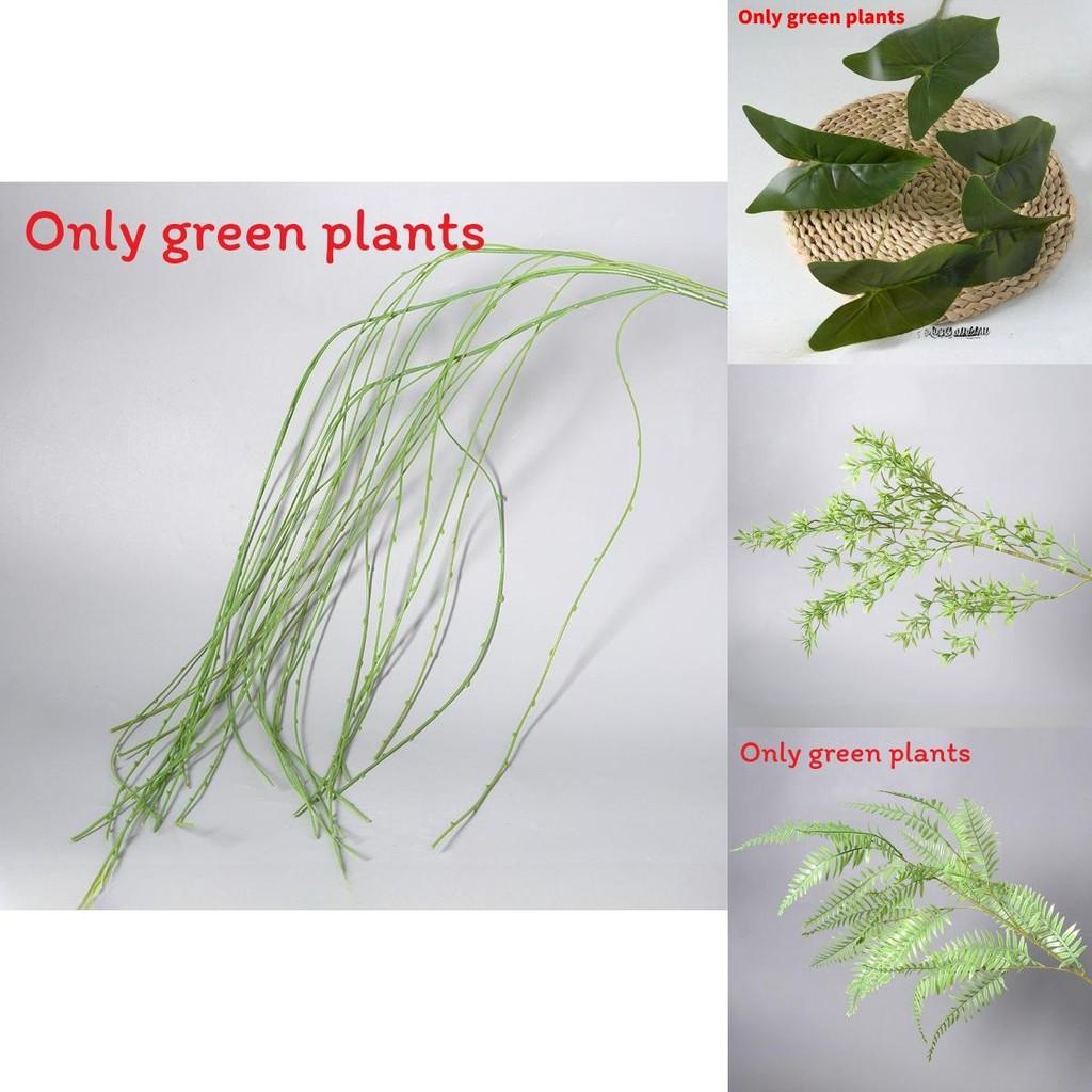 Deliciosa Liebm Monstera And Eucalyptus Citriodora Hook Green Plants Decor