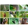 5/10M Outdoor Insect Trap Double-sided Crawling Insect Trap Fruit Fly Traps  Gnats Prevention