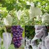 100pcs Mesh Fruit Protection Bag - Durable Non-woven Fabric Covered - Perfect for Vineyard and Home Garden Planting, Plant Protection Cover
