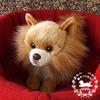 Ninian and Kino Plush Dog, Realistic Lying Down Puppy, Approximately 40cm Long, Pet (Pomeranian)