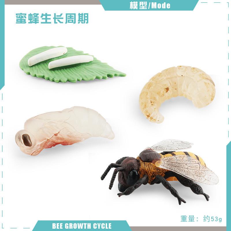 Realistic Mini Insect Set Featuring Grasshopper Bee Spider Life Cycle Models For Learning