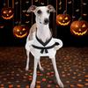 Halloween Dog Costumes Funny Gesture Halloween Costumes For Cats Breathable Outfit 3D Sleeve For Cosplay Photoshoot Birthday