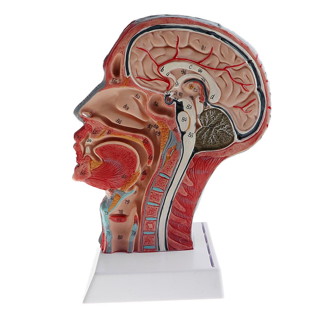 1:1 Human Half Head & Neck W/Vessel Nerve Anatomy Model