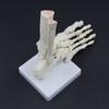 Life Size Human Foot Ankle Model Medical Anatomy Foot Skeleton Model with Base for Medical Classroom Education Learning