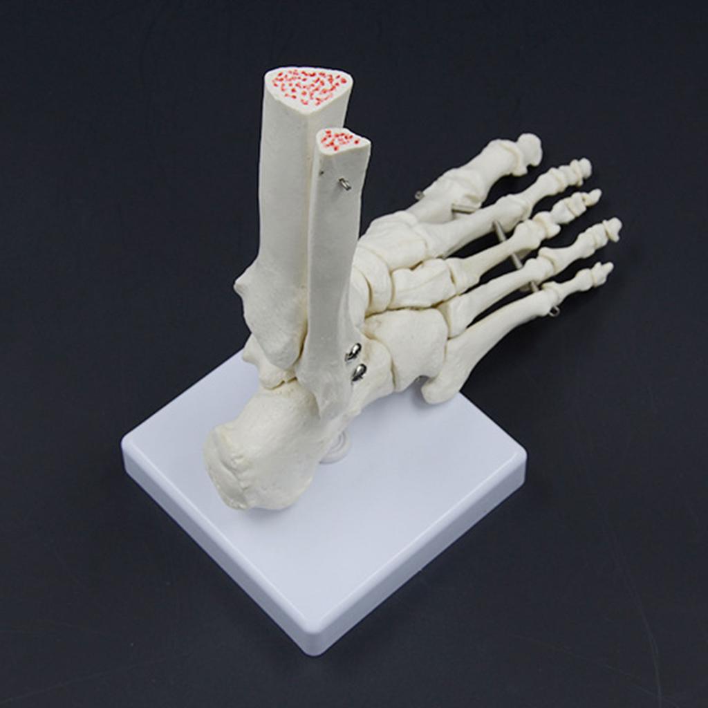 Life Size Human Foot Ankle Model Medical Anatomy Foot Skeleton Model with Base for Medical Classroom Education Learning