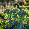 500 Calabrese Green Broccoli Seeds - Semi-Wild Permaculture