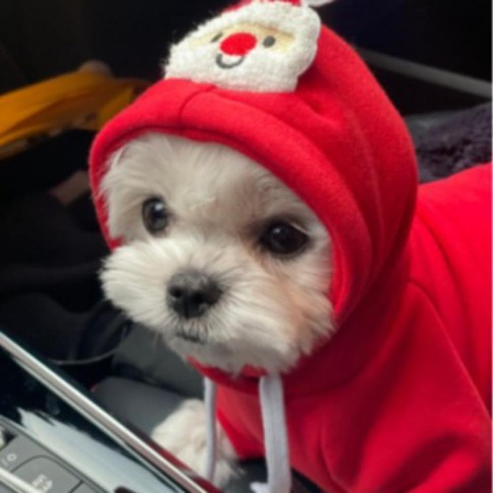 Pet dog cat sweater autumn and winter new teddy fight medium dog Christmas cat supplies clothes