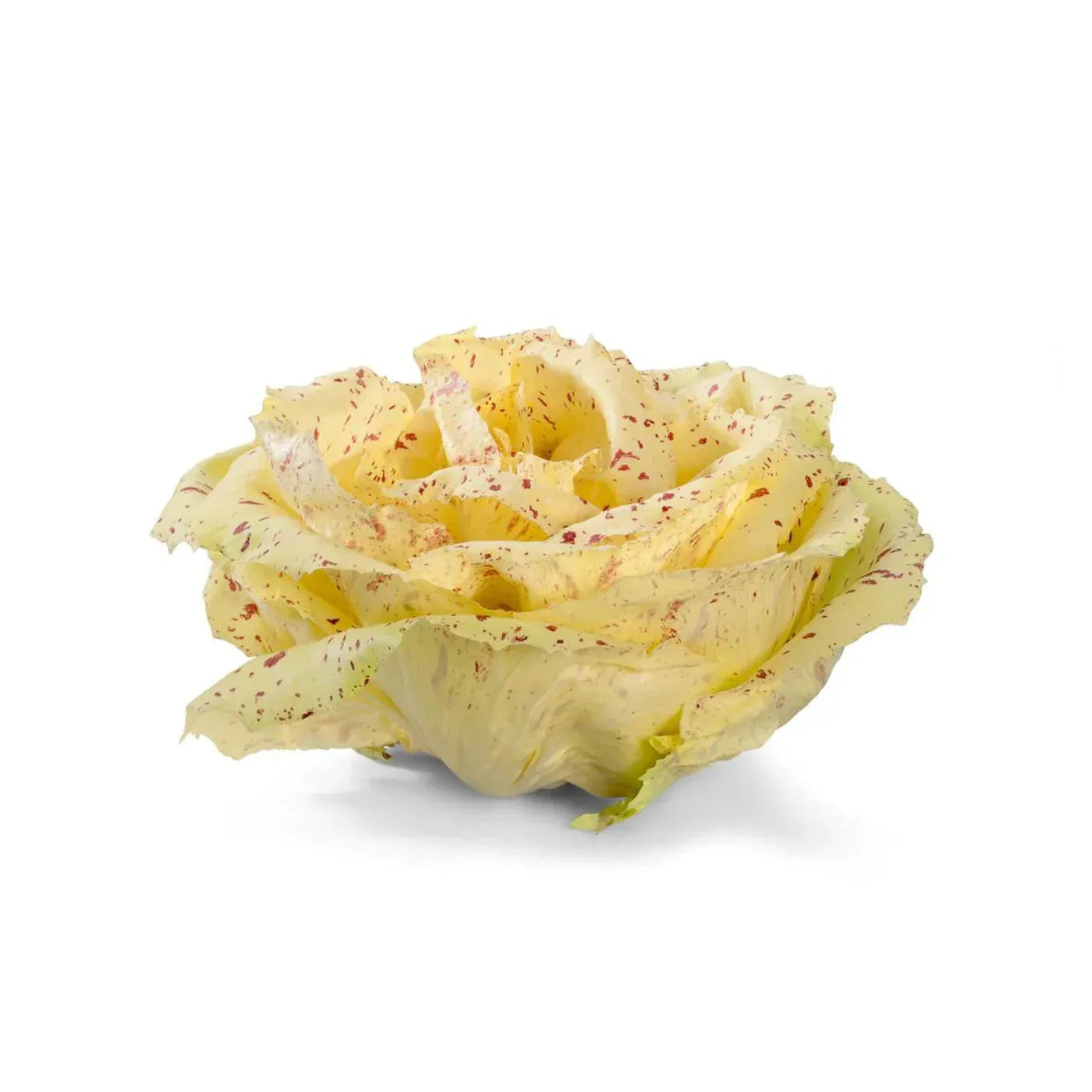 

250 насіння дикого цикорію Di Castelfranco