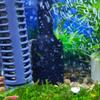 Fish Tank Filter Inlet Protection Cover for Shrimp Breeding