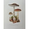 Vintage Natural Sciences Biology Spore Poster Mushrooms Illustration Canvas Painting Antique Wall Art Laboratory Room Home Decor