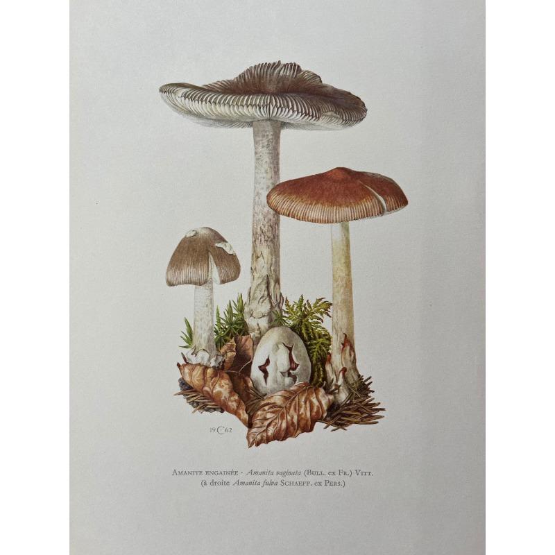 Vintage Natural Sciences Biology Spore Poster Mushrooms Illustration Canvas Painting Antique Wall Art Laboratory Room Home Decor