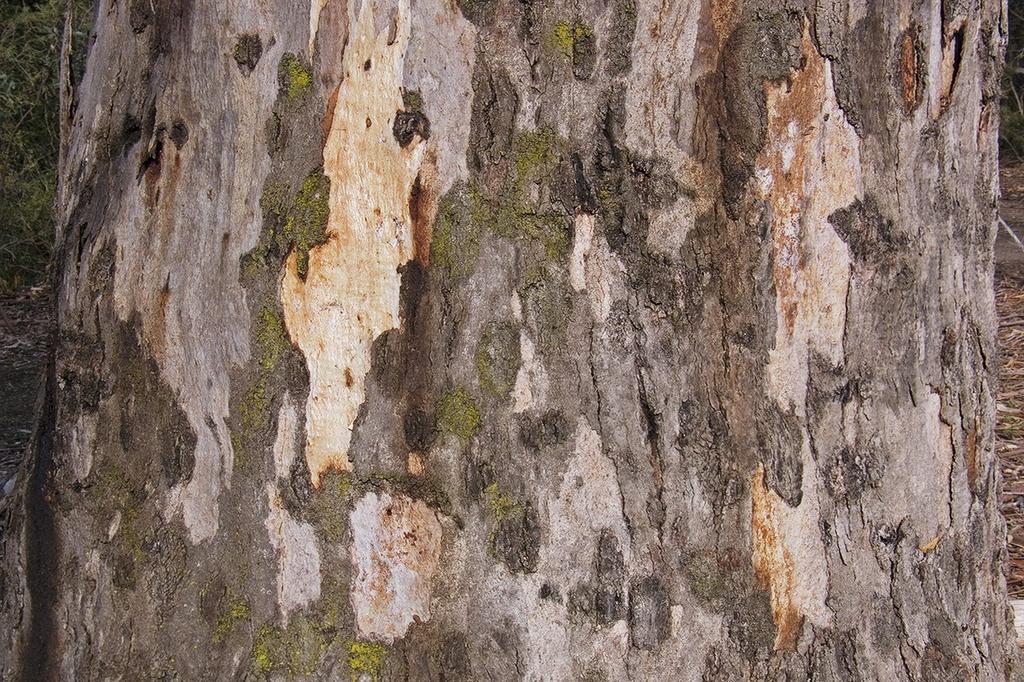 SAFLAX River Red Gum - 200 Seeds - Eucalyptus Camaldulensis