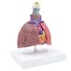 Life Size Lung Anatomy Model, Heart Lung Thyroid Model Anatomy