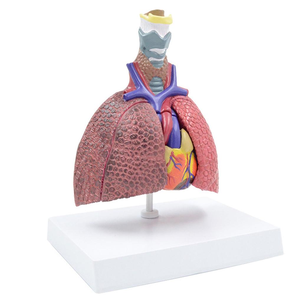Life Size Lung Anatomy Model, Heart Lung Thyroid Model Anatomy