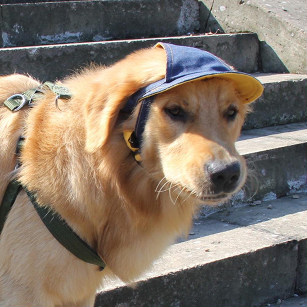 dog with baseball hat