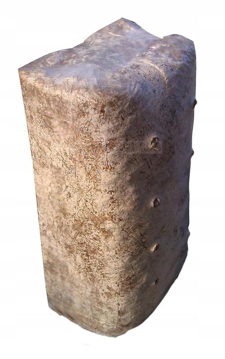 Grzybnia Boczniaka Duży Balot Kostka Około 15Kg