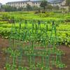 Friendly Durable Plastic Coated Steel Garden Trellis With Net And Ties A Frame Design For Heavy Duty 47x63 Inch