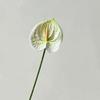 Fiore Artificiale Anthurium Rosso Flamingo Stampato in 3D per Matrimoni e Arredamento Casa