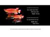 Golden Arowana Wealth-Attracting Feng Shui Ornament for Living Room, Wine Cabinet, or Office Desk - Prosperous Chinese Resin Decoration.