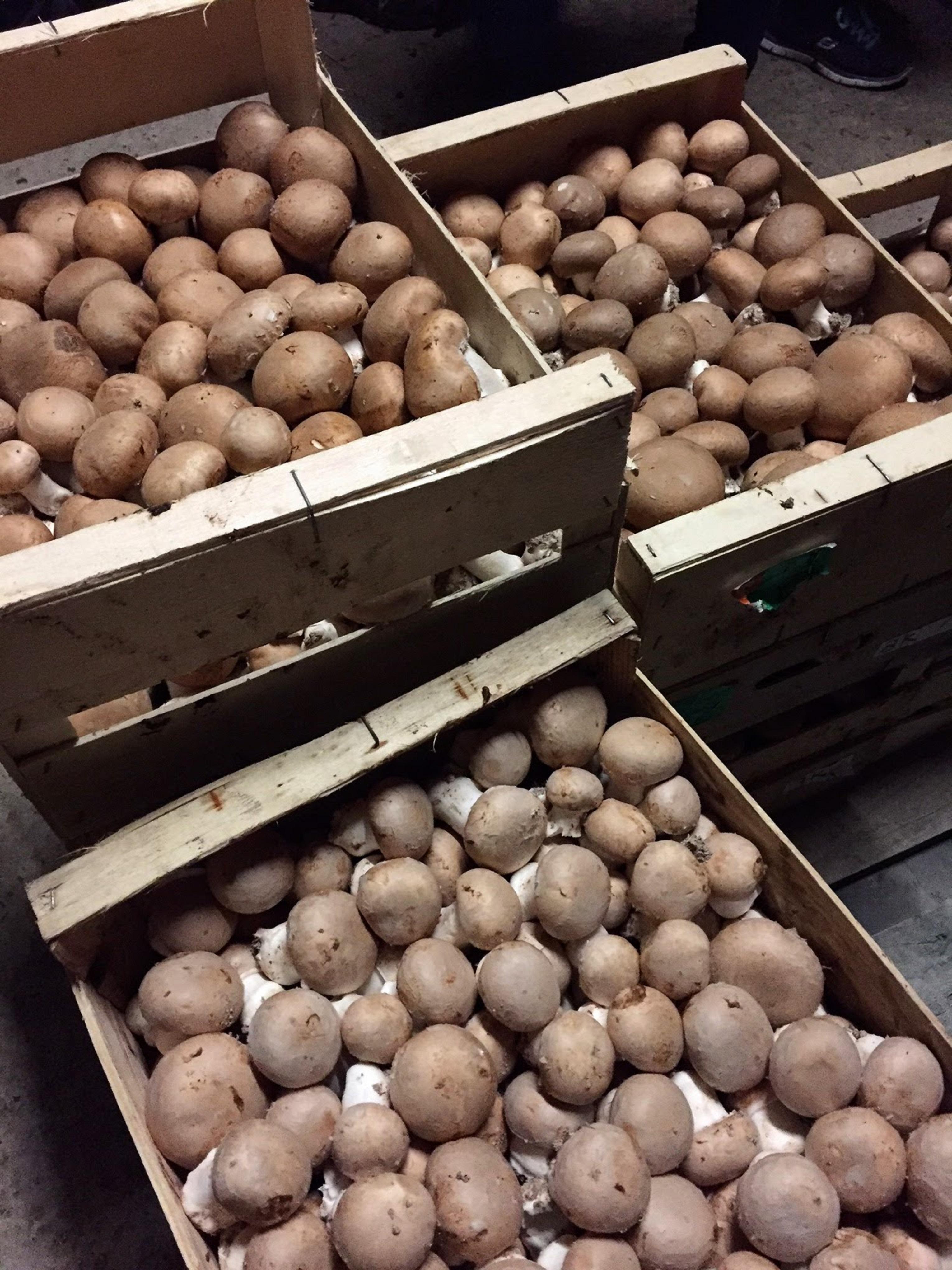 

Грибний міцелій Brown Button - Набір для вирощування грибів 15ml