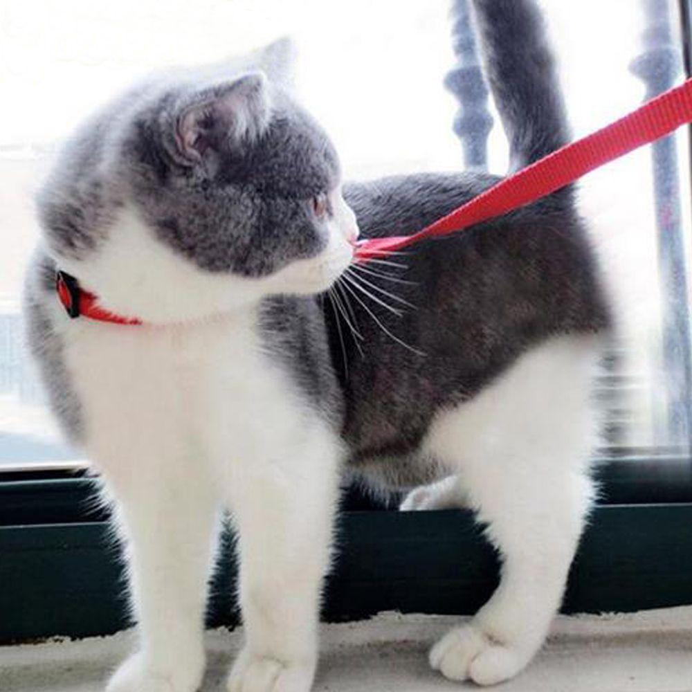 Rope Safety Cord Pet Traction Adjustable Cat Belt Kitten Collar Rope Nylon Harness Cat Pet Rope