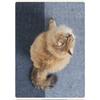 Multifunctional Self Adhesive Wear Resistant Cat Climbing Pad Cat Scratcher Wall Sticker