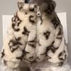 Dog clothes autumn and winter schnauzer french bulldog bichon teddy small and medium dogs cat smoked fur outwear