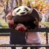 Panda and Rose Pattern, Automatic Folding Umbrella, Portable and Foldable Design, 8 Ribs, a Christmas or Birthday Gift.