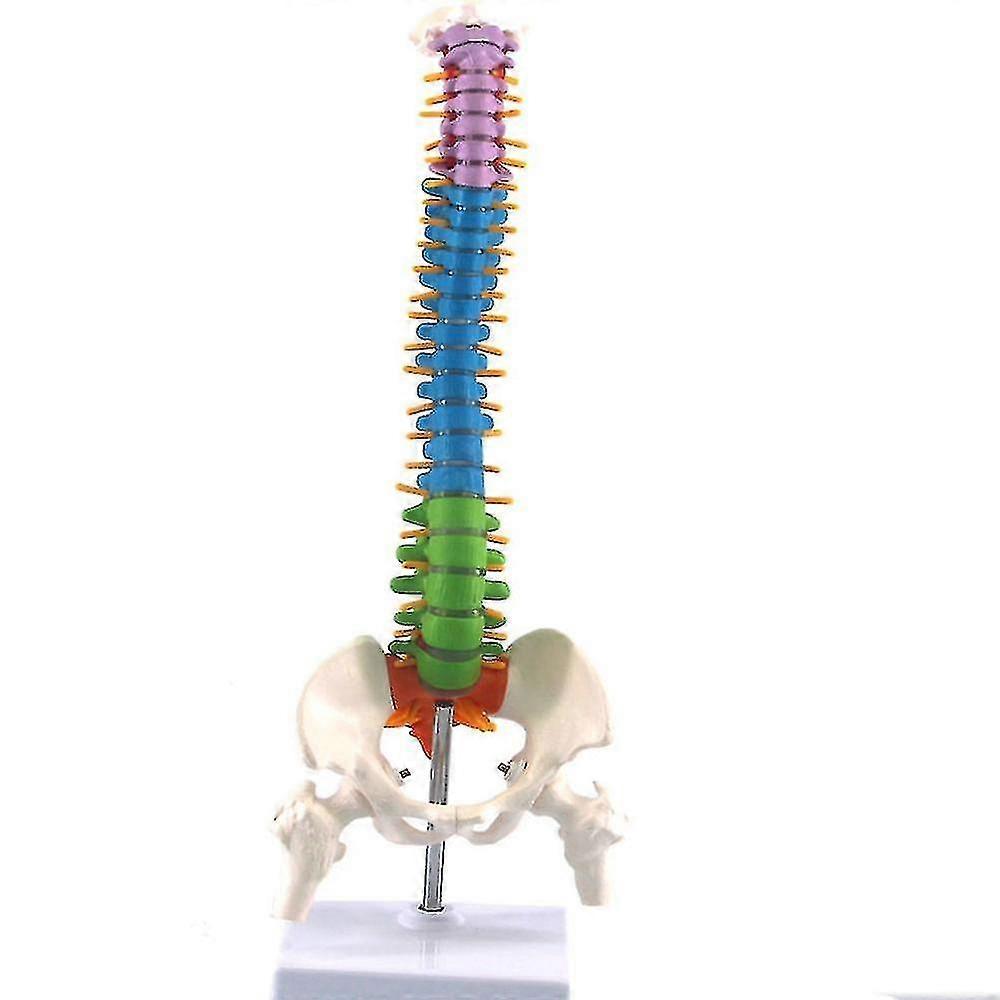 Colored Flexible Spine Anatomical Mode Life Size Human Spine With Pelvis Femur 45cm With Stand