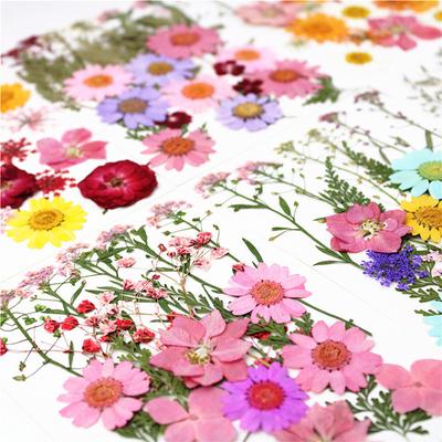 24Pcs Embossed Mixed Dried Flowers Diy Art Floral Decoration Collectible Gift
