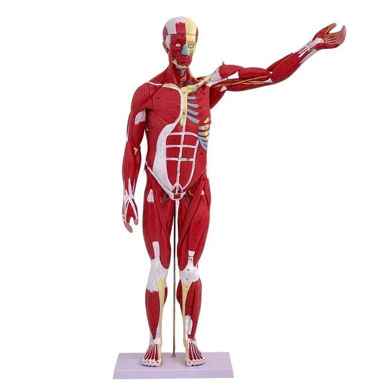 80CM Human Whole-body Muscle Model Visceral Organ Anatomy Tissue Disassembly Movement Muscle and Visceral Anatomy