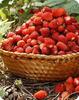 50 Seeds of Wild Strawberry "Queen of the Valleys" "Fresh and Organic Seeds"
