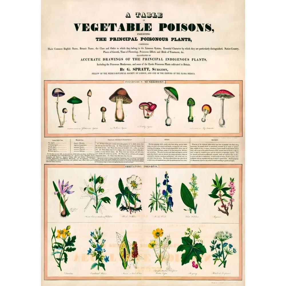 Arte Murale Classica Vintage Piante Fungo Fiore Medicinale Insetto Farfalla Verdura Zucca Carota Tela Poster ad Olio e Stampe