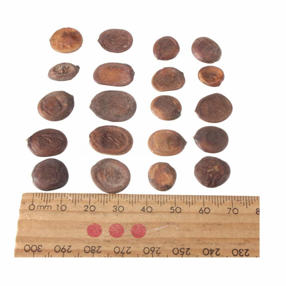 DIY jardín plantas hogar glicina bonsái flor en maceta piezas hermoso 20  ornamento púrpura moderno fam comprar a buen precio — entrega gratuita,  reseñas reales con fotos — Joom, image size:1001x1001