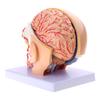 Modello di Anatomia del Cervello Umano, Modello di Arteria Cerebrale, Modello Anatomico del Cervello della Testa