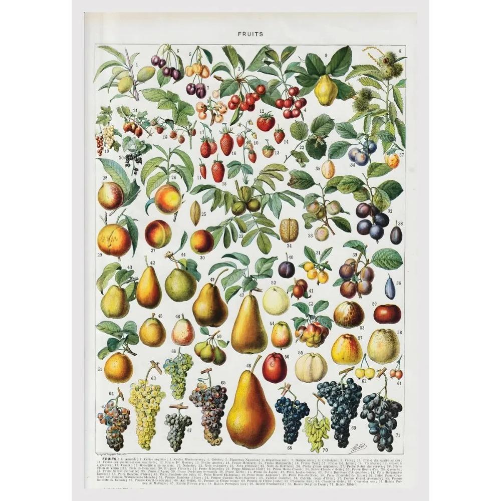 Arte Murale Classica Vintage Piante Fungo Fiore Medicinale Insetto Farfalla Verdura Zucca Carota Tela Poster ad Olio e Stampe