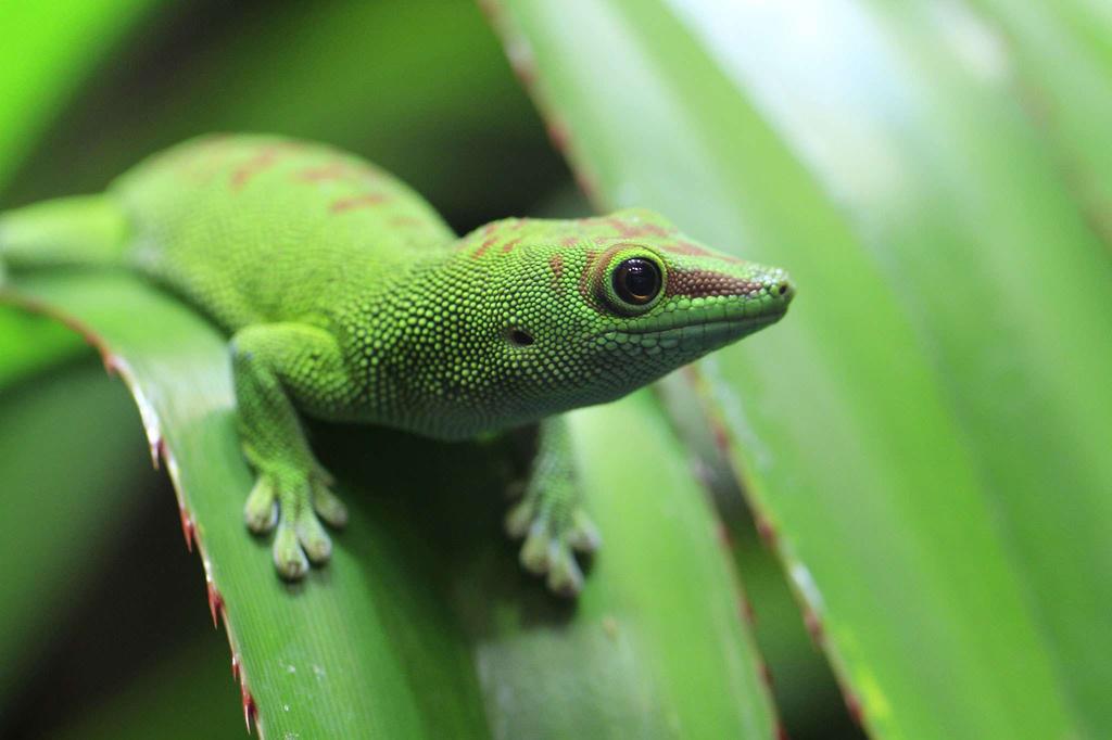 Repti-Zoo Terrarium Ak 21X31X15