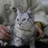 Cat Eye-wear Photos Props Accessories Cosplay Glasses Clear Lens Round Funny Clear Lens Round Glass Gift for Pet Puppy