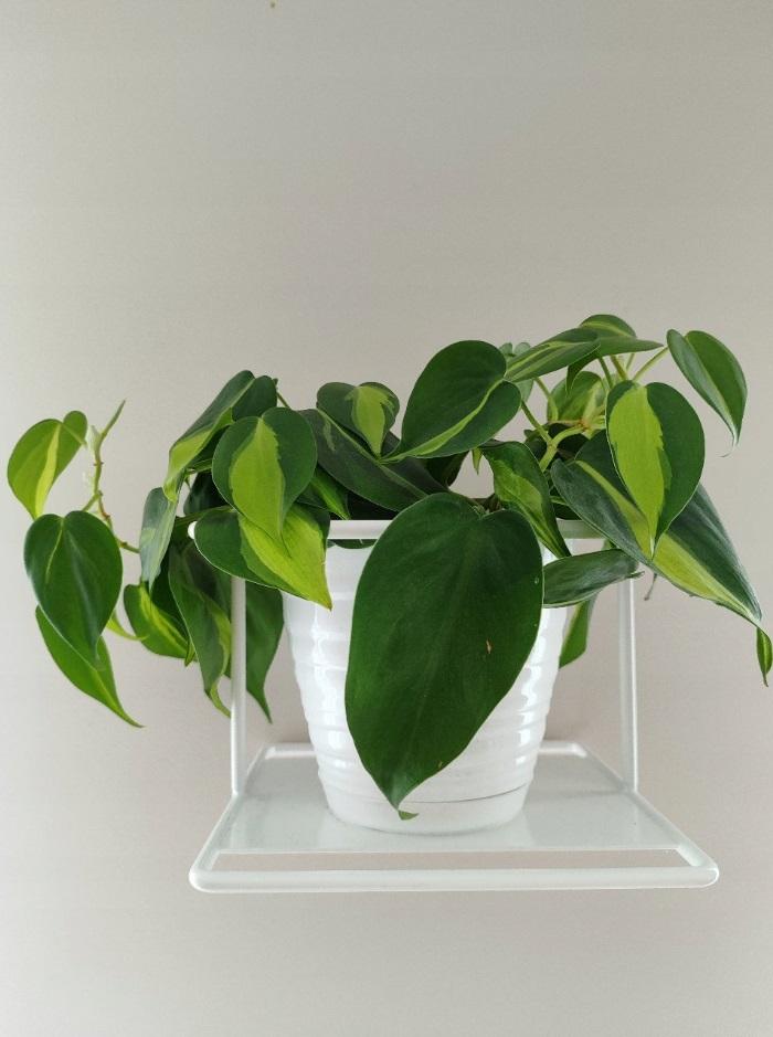 White Metal Wall Flower Stand, Flowerpot Hanger, Modern Plant Holder