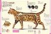 Dogs, Cats, and Pets (Gakken's Illustrated Encyclopedia LIVE)