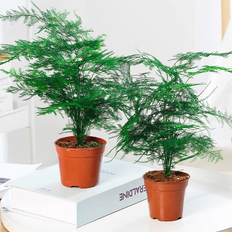 Asparagus Fern Indoor Plant: Air-Purifying, Evergreen, Hydroponic Bonsai for Office or Home