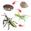 Montessori Cognitive Models: Sea Turtle, Hen, Frog, Snail, Butterfly, Bee Growth Cycle Toys