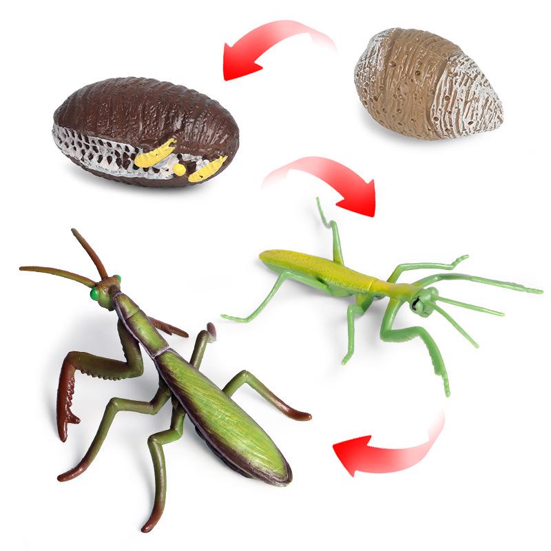 Montessori Cognitive Models: Sea Turtle, Hen, Frog, Snail, Butterfly, Bee Growth Cycle Toys