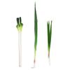 Imitation Scallions False Garlic Sprouts Model Simulated Vegetables Realistic