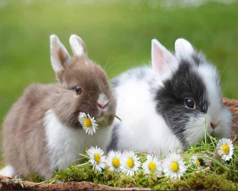 Úplný vrták Diamantový obraz Primitivní náboženský vůdce Ručně vyrobený dárek Diamantové vyšívání Plameňáci Zvířecí křížkový steh Diamantová mozaika Domácí dekorace